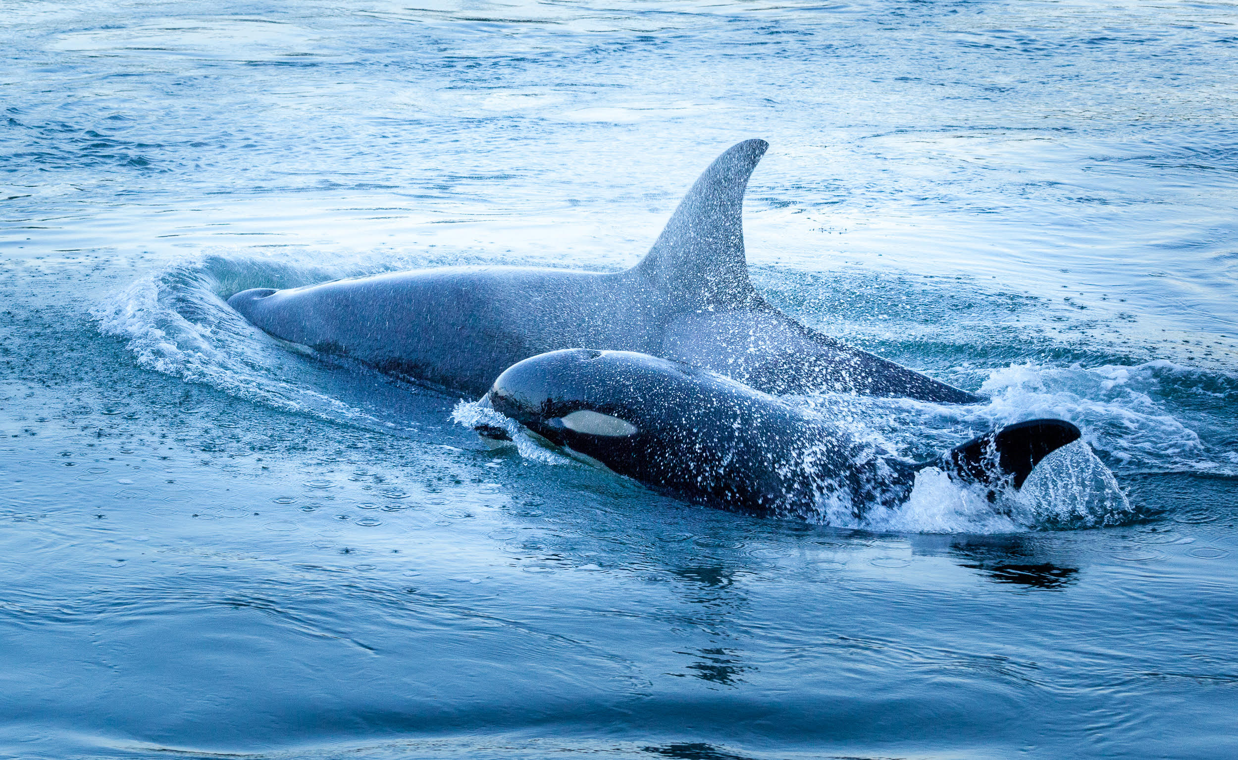 Mother (J41) with baby (J51) of the Southern Resident Killer Whale J Pod – Photograph by Karoline Cullen