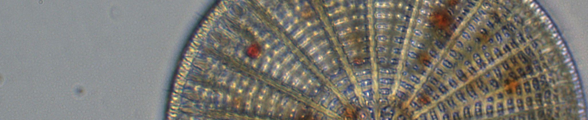 A.schmidtii