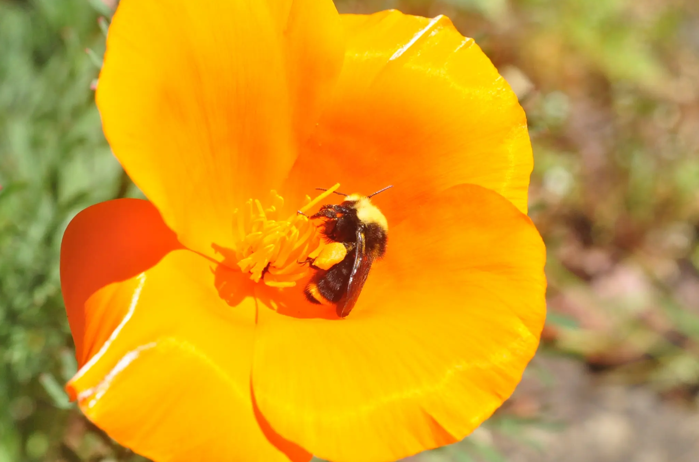 B.vosnesenskii