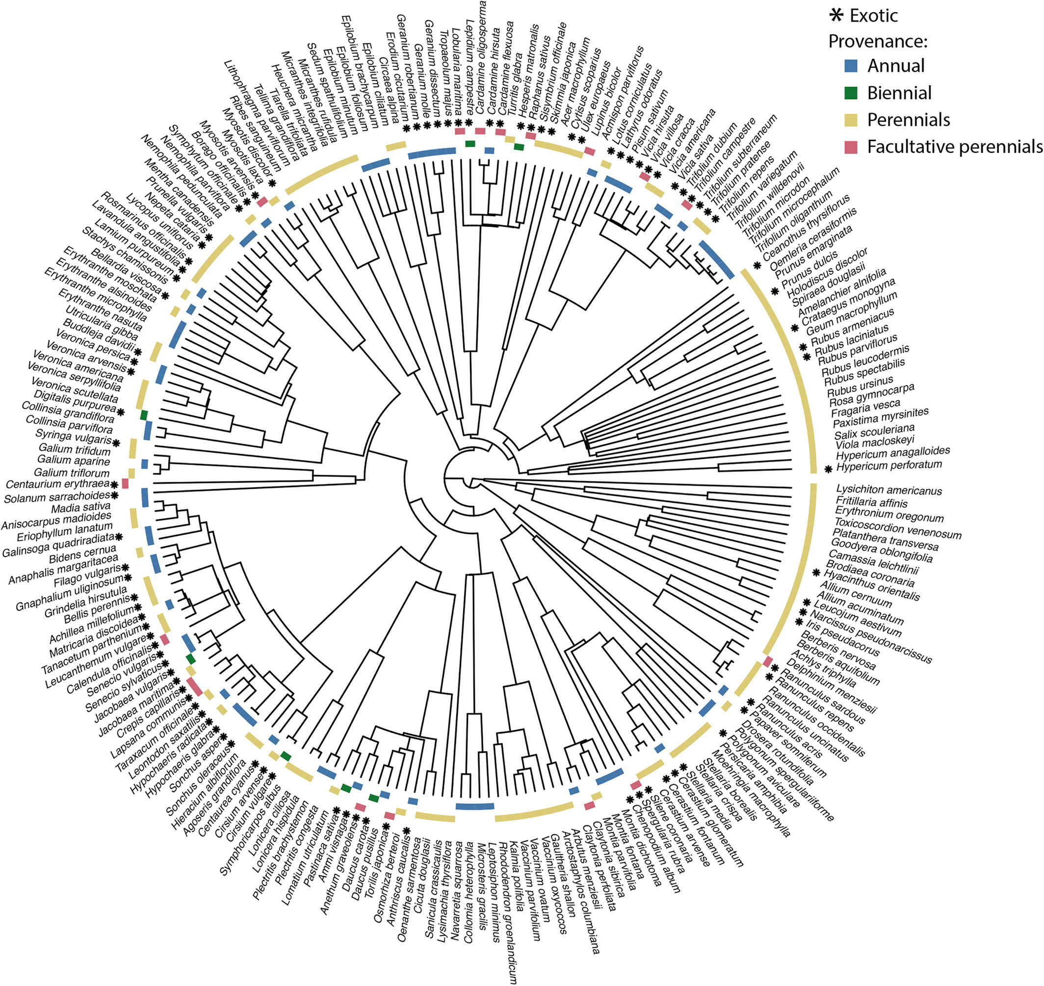 phylogeny diagram