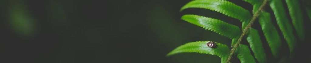 fern