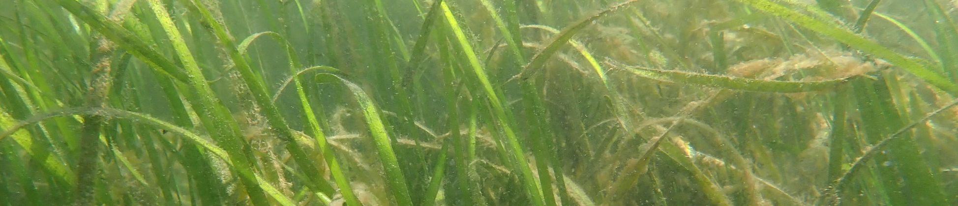 Zostera marina