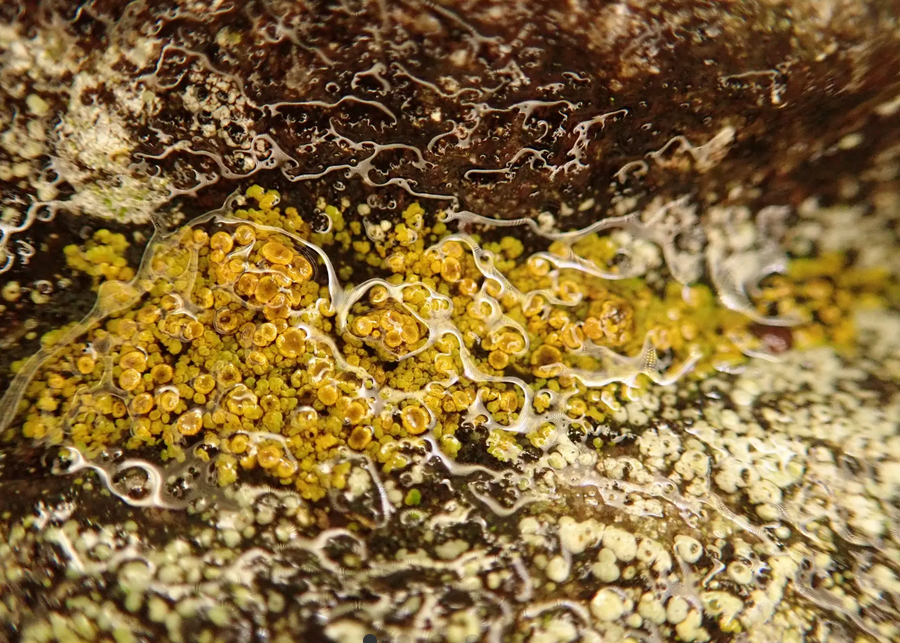 Polycauliona-bolacina