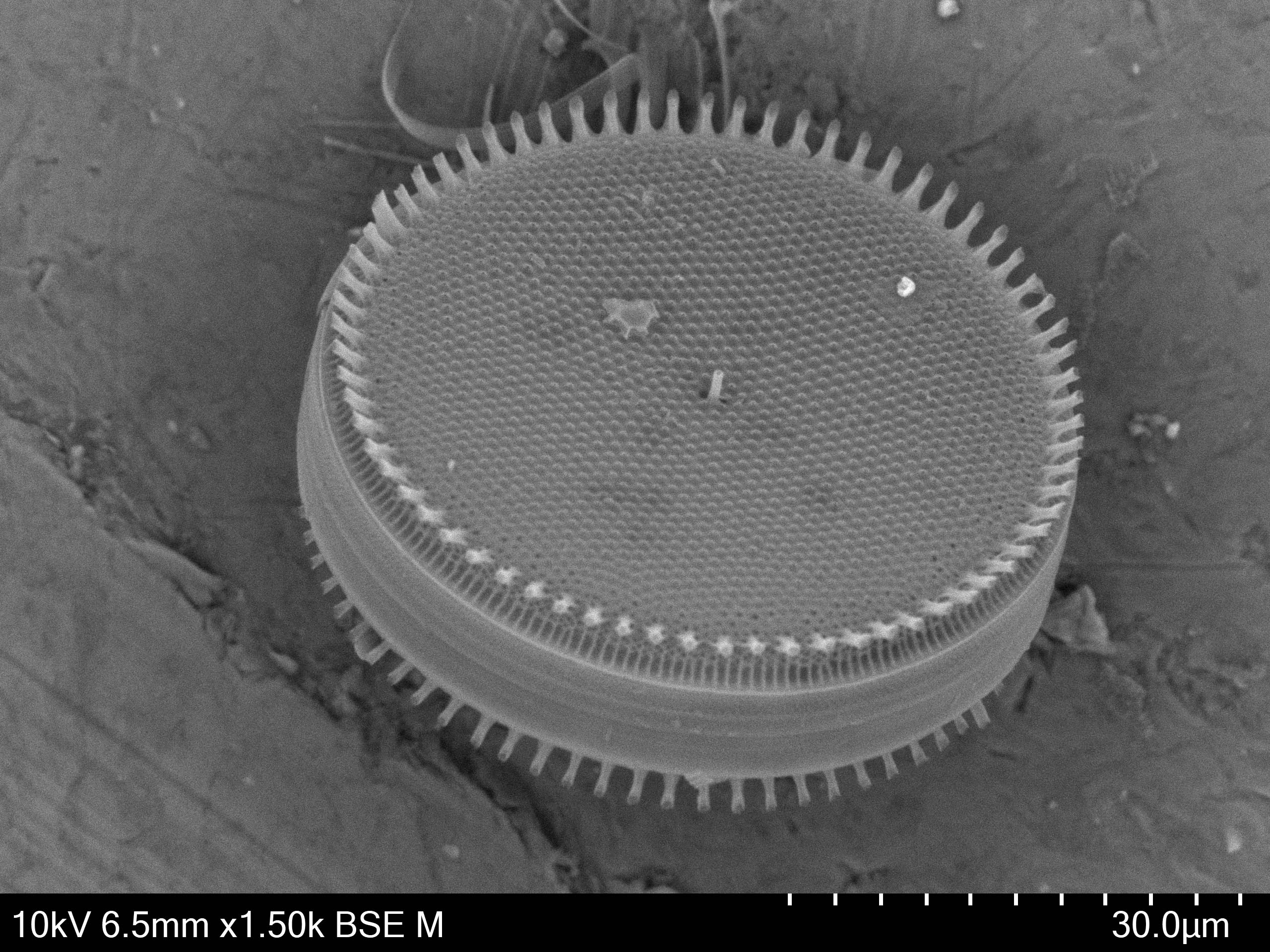 diatom SEM