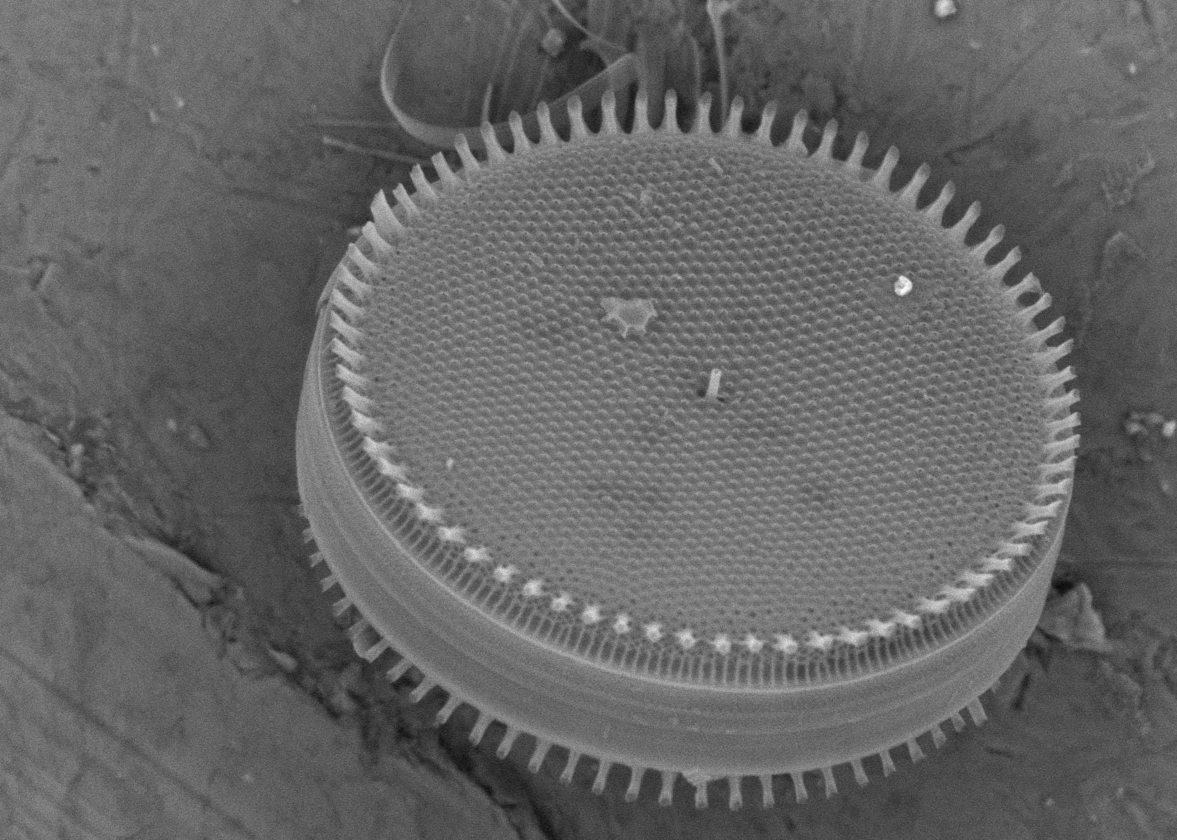 Diatoms of the Salish Sea