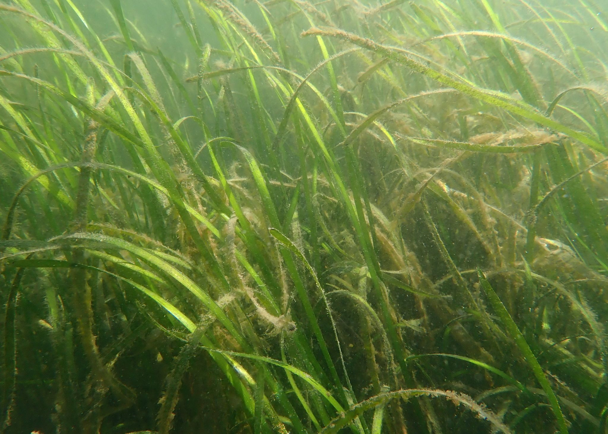 Eelgrass Community Ecology