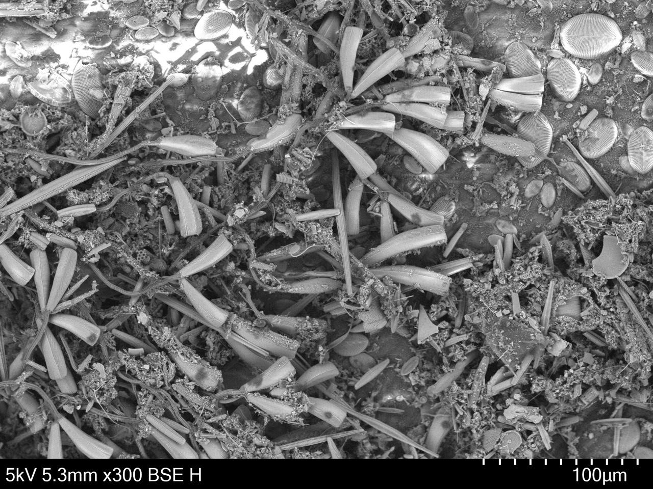 eelgrass_diatoms