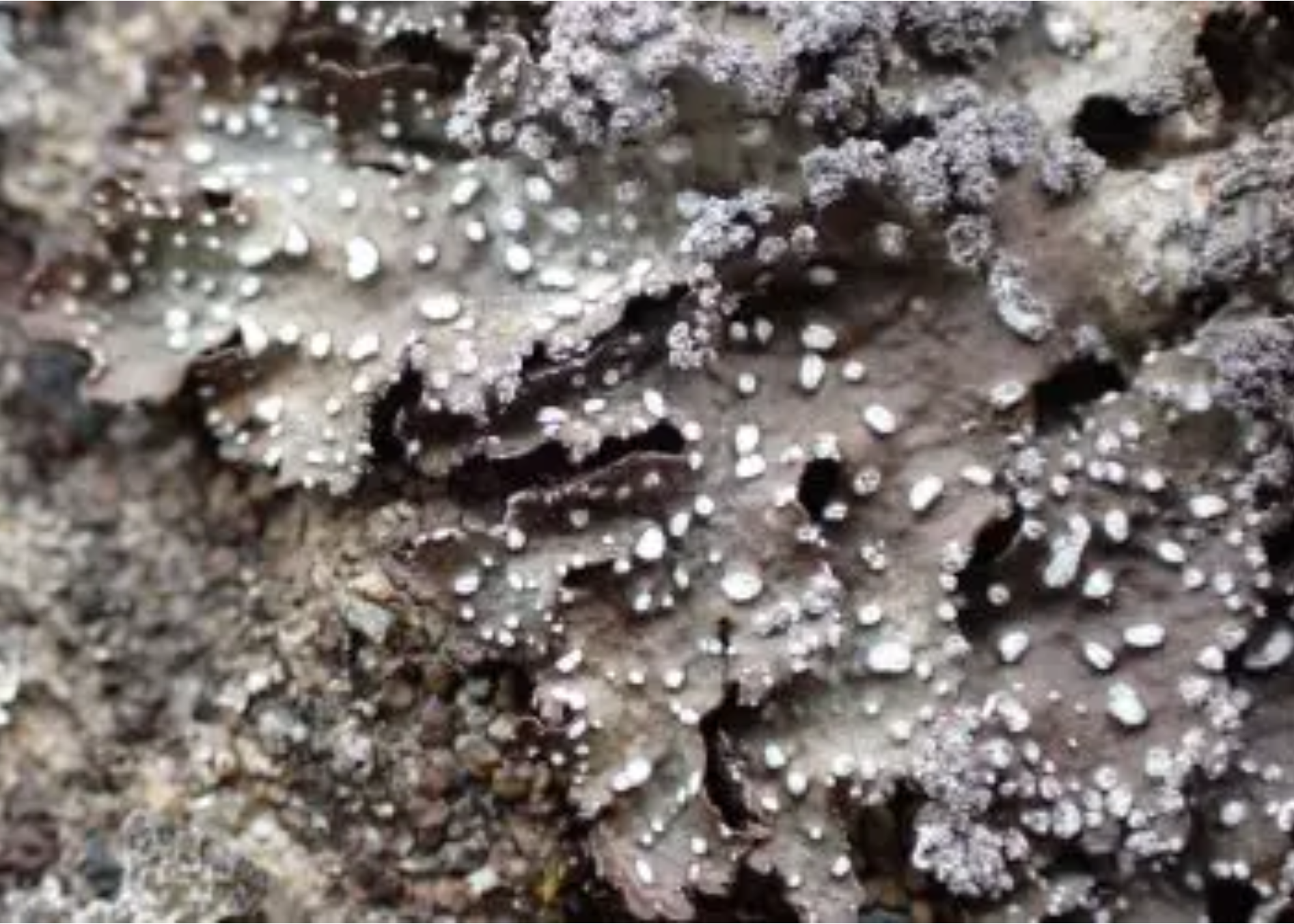 Maritime Lichens of the Salish Sea