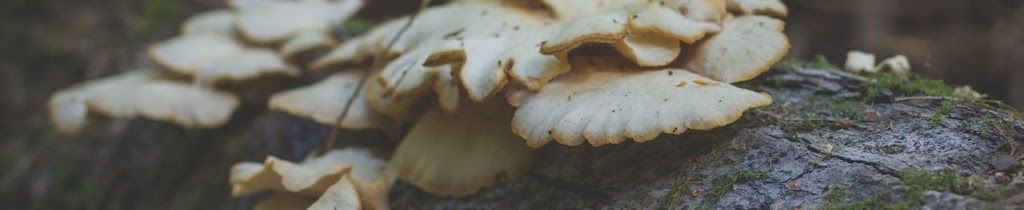 bracket fungus