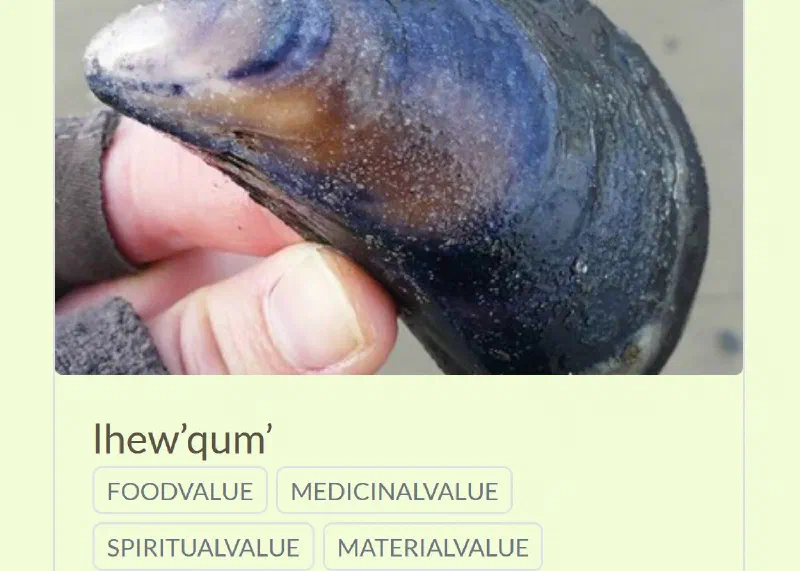 Xetthecum Storymap